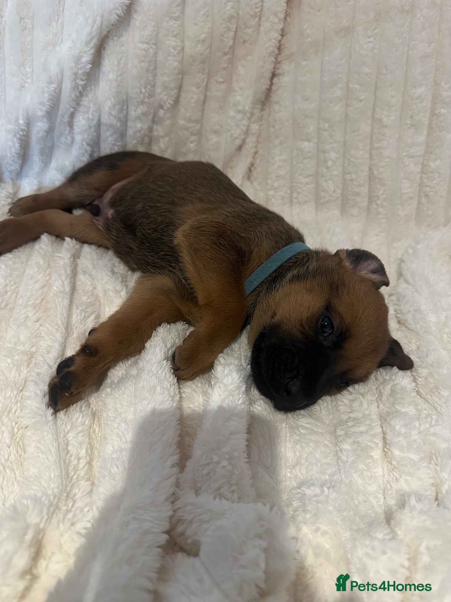 Mixed Breed dogs 2 boys 1 girl left Belgium Malinois cross puppy’s  - Advert 6