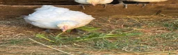Chickens poultry for sale: 3 brasse chicks   - Advert 3
