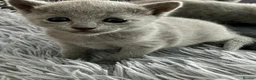 Russian Blue cats for sale: grey-furred russian blue - Advert 2