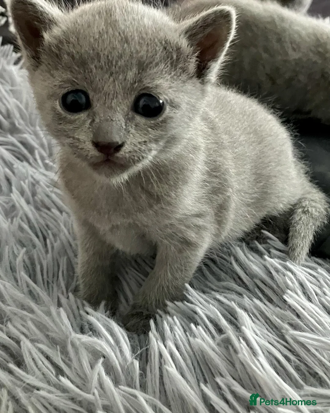 Russian Blue cats for sale: grey-furred russian blue - Advert 2