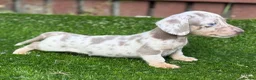 Miniature Dachshund dogs for sale: ❤️Adorable Isabella Miniature Dachshund Puppies 🐶 - Advert 23