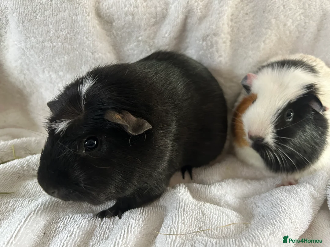 Guinea Pig rodents for sale: Guineapigs  - Advert 2