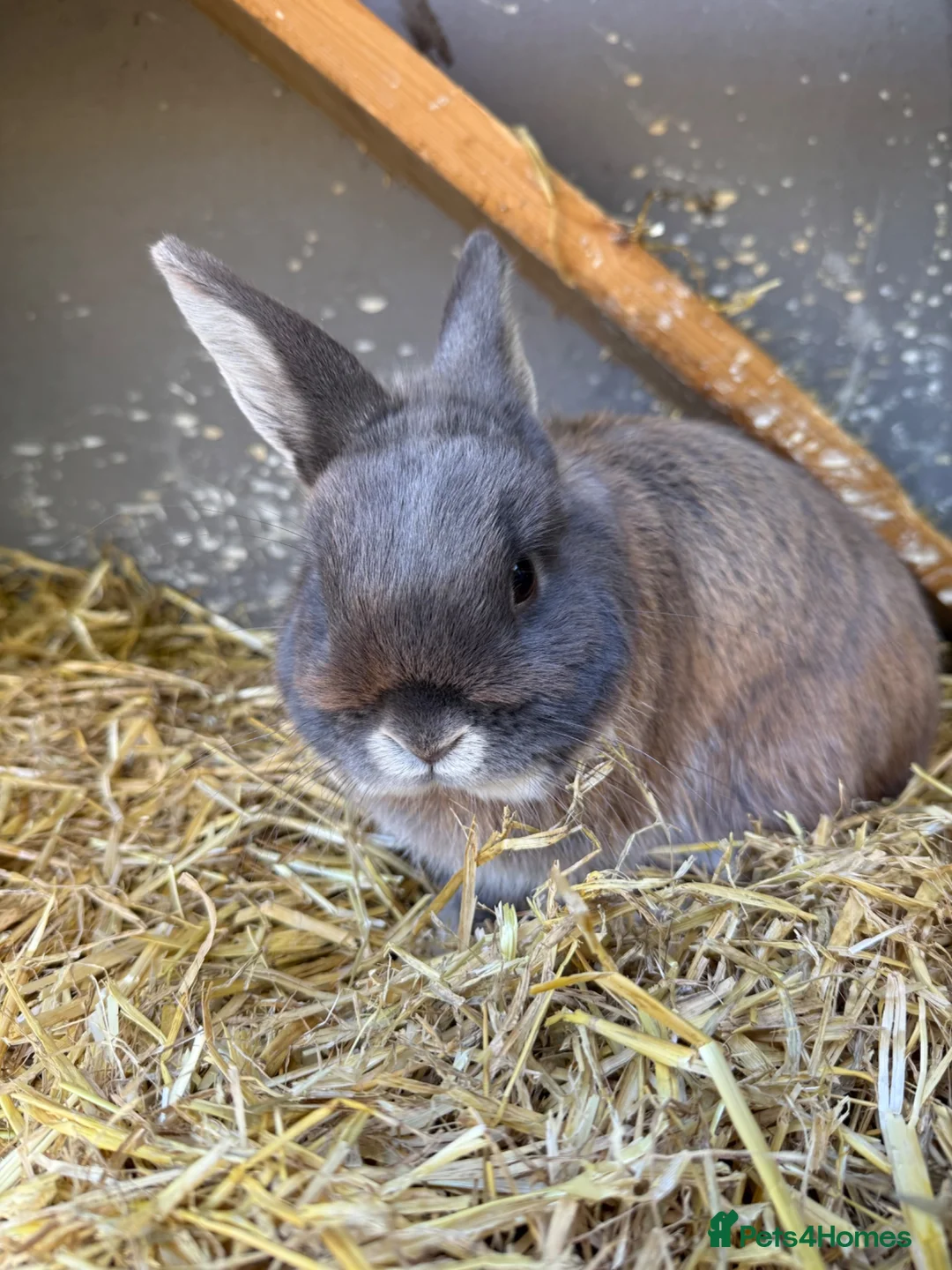 Mixed Breed rabbits for sale: Male rabbit  in Southampton - Advert 2