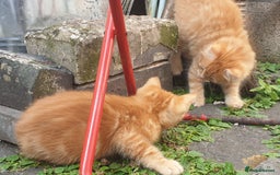 Mixed Breed cats for sale: Adorably beautiful kitten - Image 6