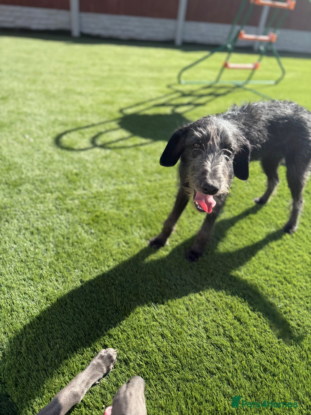 Mixed Breed dogs for sale: 1 Year Old Beddlington Whippet  - Image 3