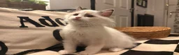 Ragdoll cats for sale: Chunky TICA Registered ragdoll Kittens  - Advert 9