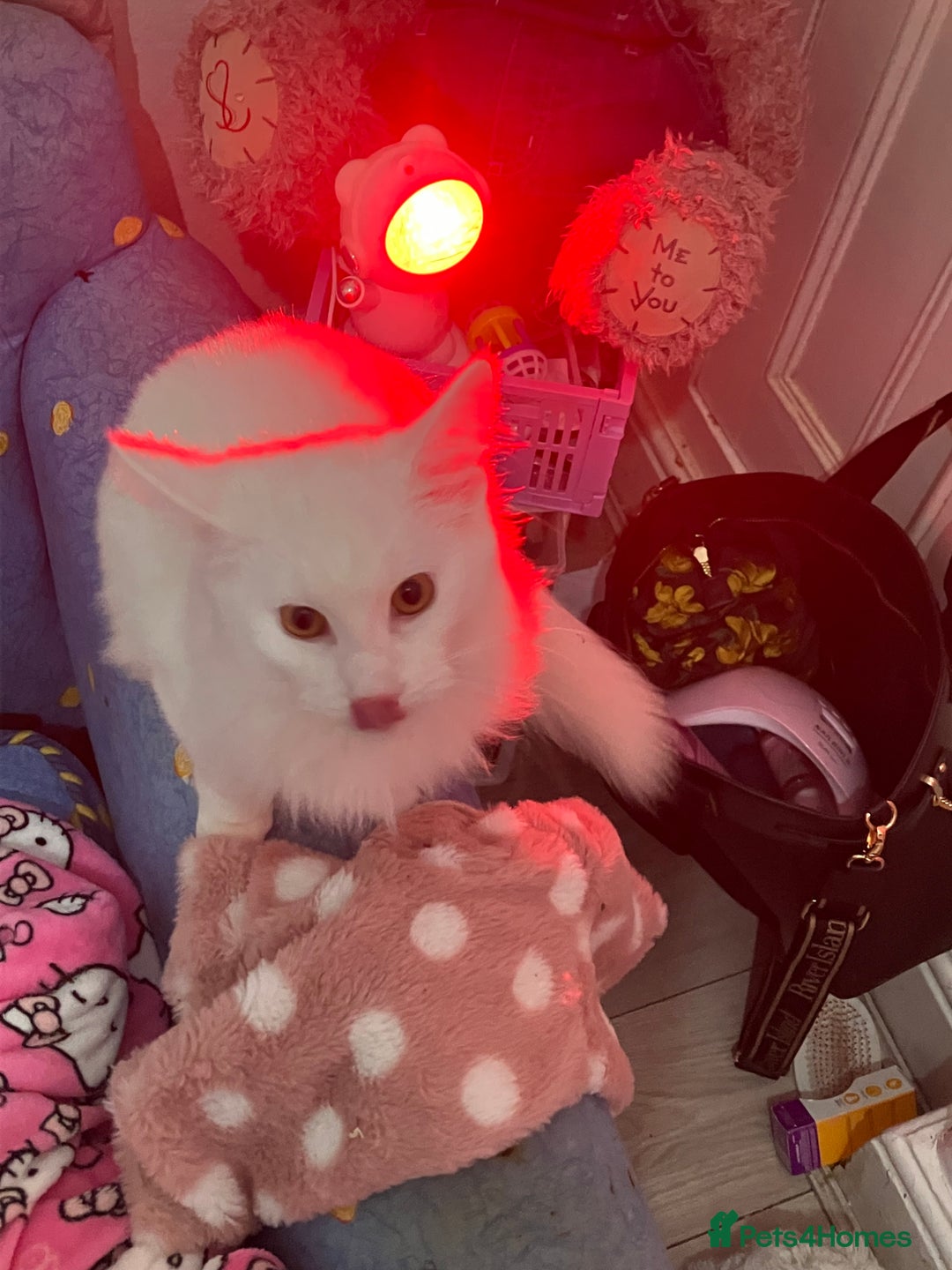 Turkish Angora cats for sale: Male kitten  - Advert 4