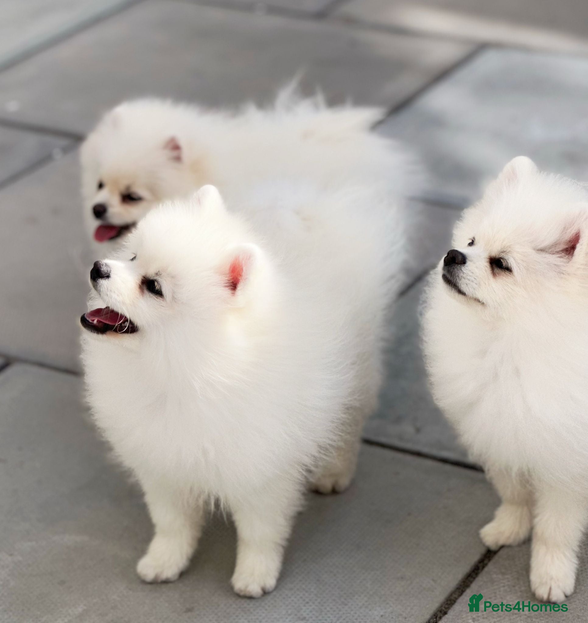 Pomeranian dogs Boy puppy  - Advert 1
