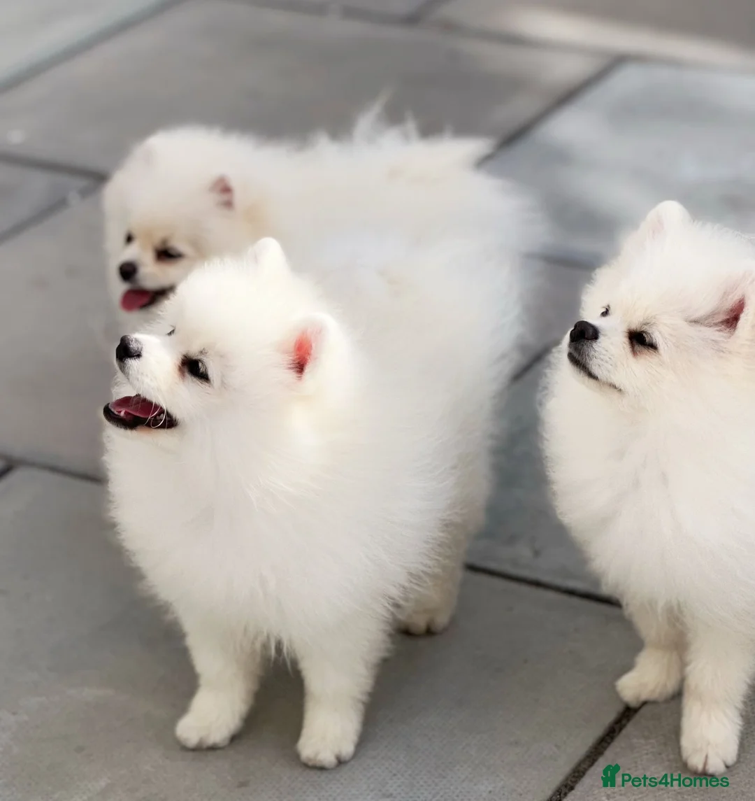 Pomeranian dogs for sale: Boy puppy  in Potters Bar - Advert 1