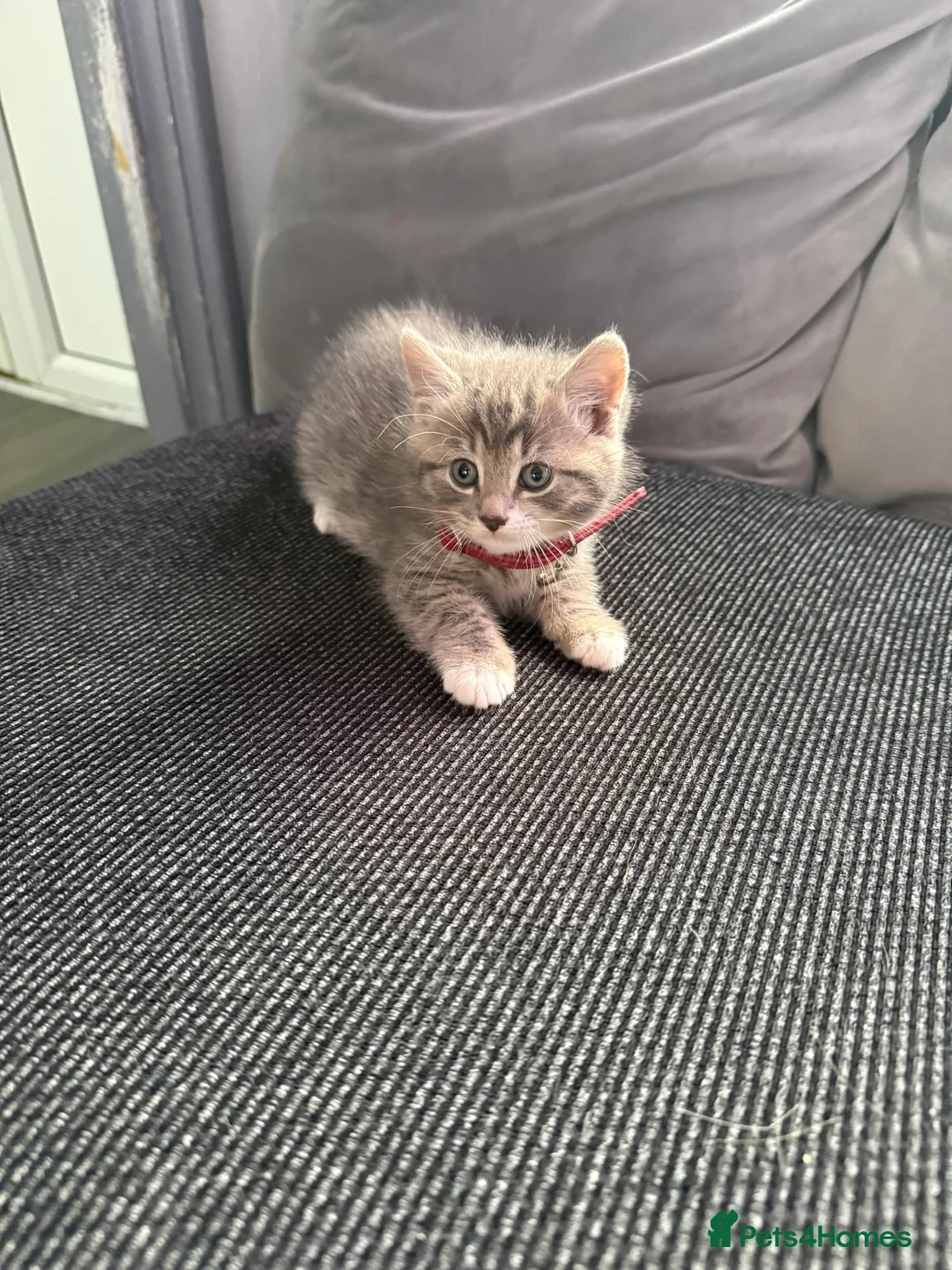 British Shorthair cats for sale: UNIQUE BRITISH SHORT HAIRS  - Advert 5