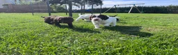 Sprocker dogs for sale: Sprocker Puppies - 4th generation.  - Advert 7