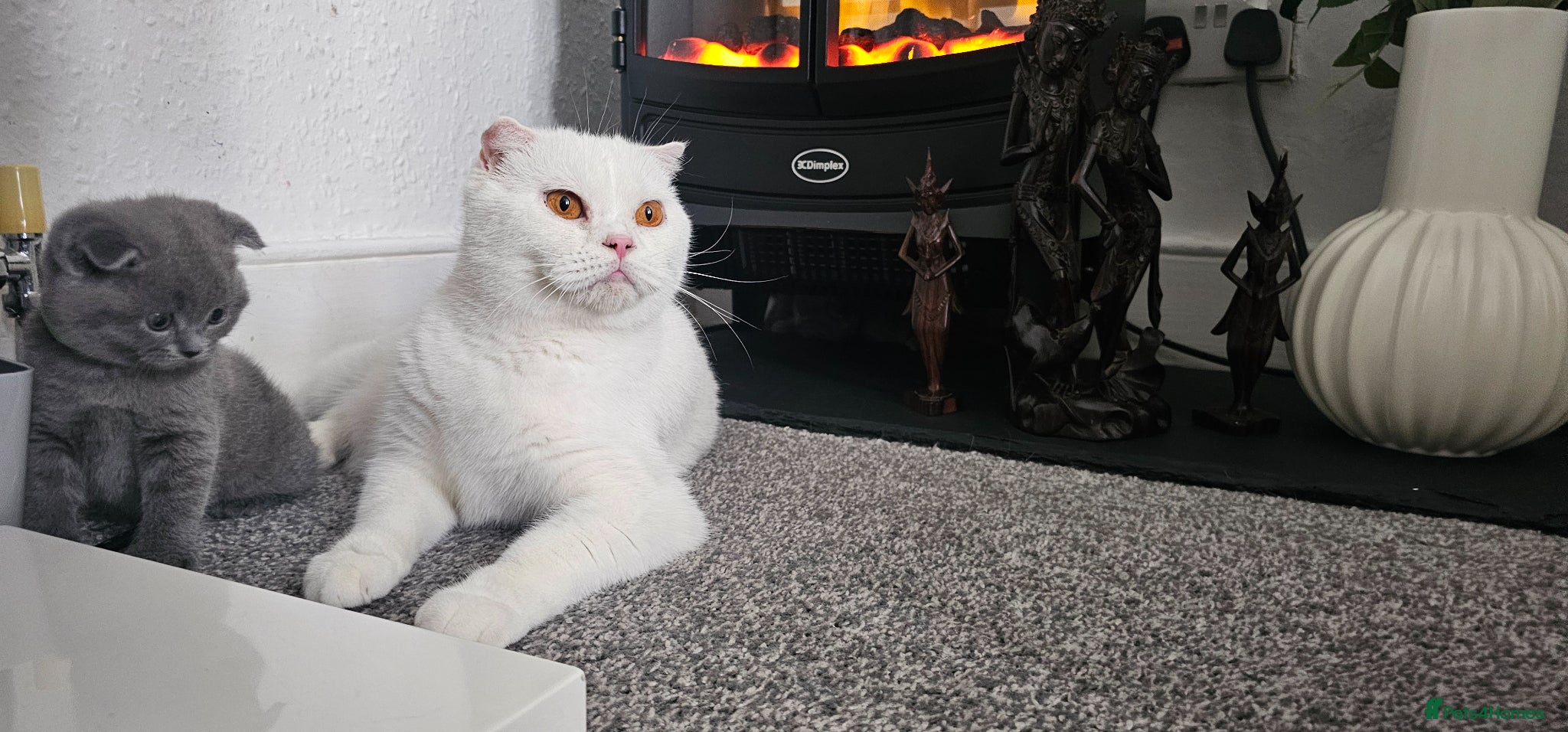 Scottish Fold cats 3 Beautiful Scottish Fold And Straight Ear Kittens - Advert 2