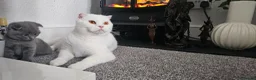 Scottish Fold cats for sale: 3 Beautiful Scottish Fold And Straight Ear Kittens - Advert 5