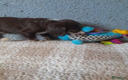 Sproodle dogs for sale: Gorgeous Sproodle Pups. - Image 14