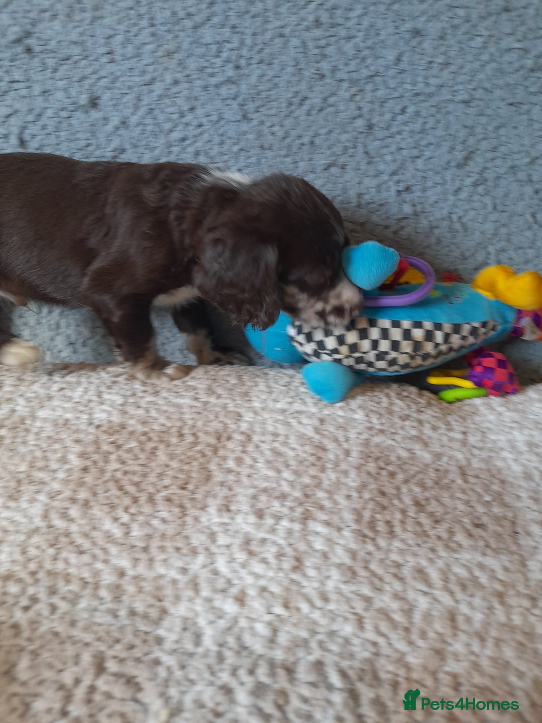 Sproodle dogs for sale: Gorgeous Sproodle Pups. - Image 14
