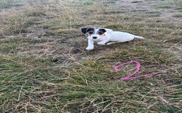 Mixed Breed dogs for sale: Sealyham x Jack Russell - Image 5