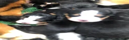 Bernese Mountain Dog dogs for sale: Stunning Bernese mountain puppies - Advert 12