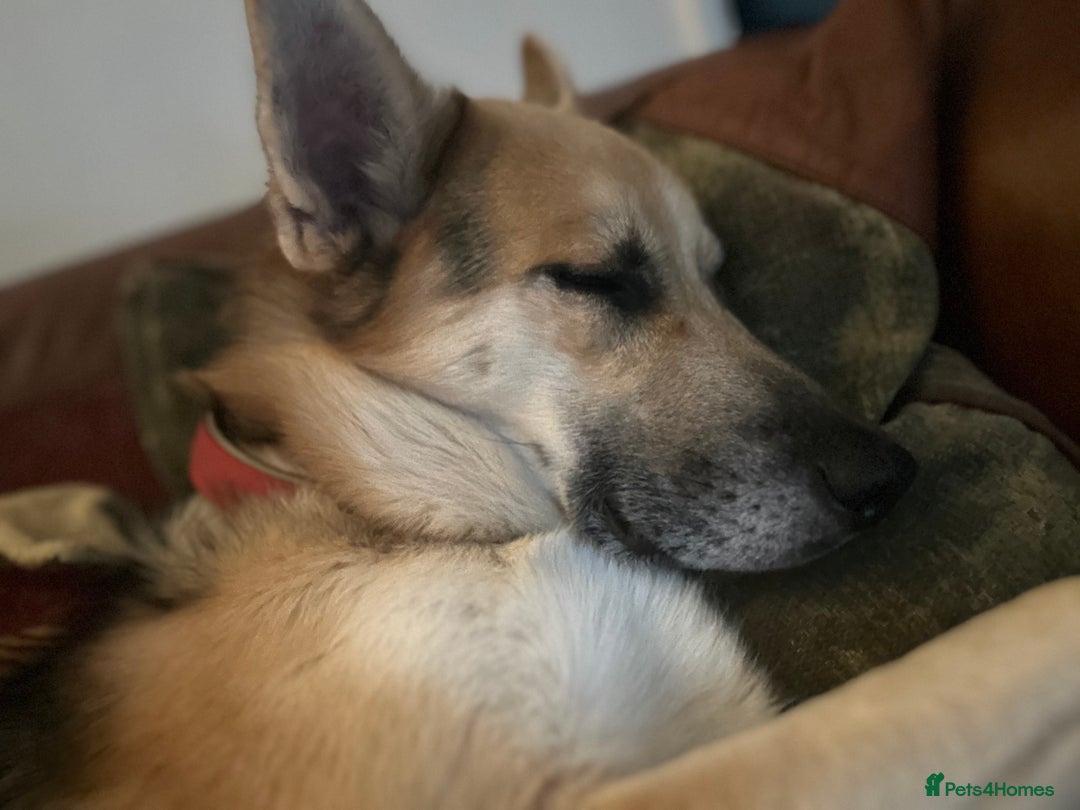 Shepsky dogs for sale: Urgent Rehoming – Loving Dog Needs Safe Home - Image 7