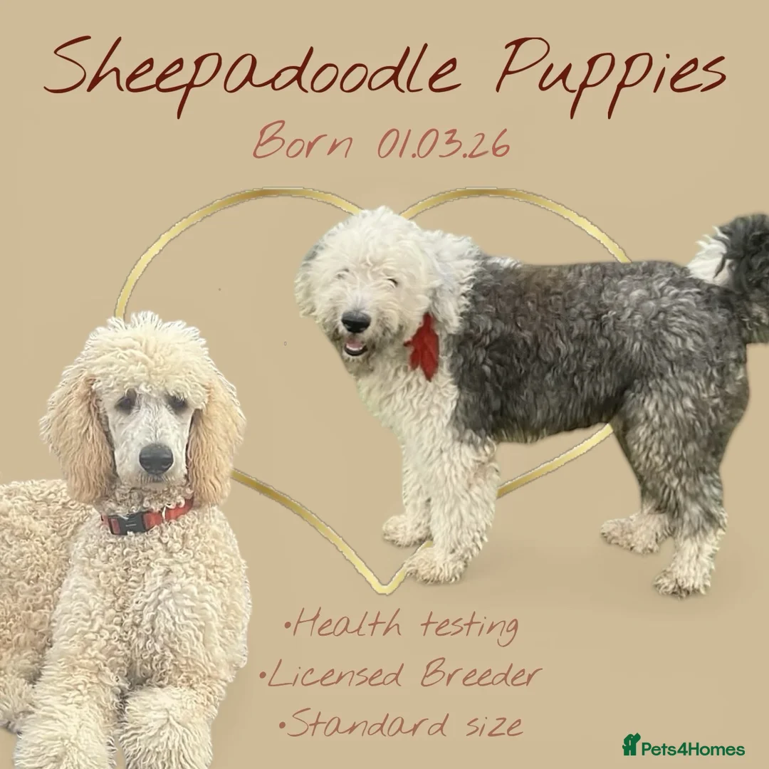 Sheepadoodle dogs for sale: F1 Sheepadoodle Puppies🤍 - Advert 2