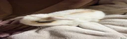 Mini Lop rabbits for sale: Pure Mini lops - Advert 20