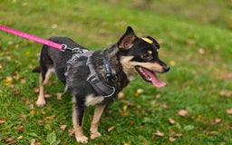 Mixed Breed dogs for adoption: 💖🐶 BUKA 🐶💖 - Image 11