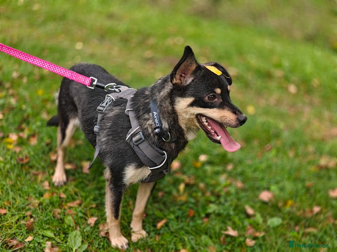 Mixed Breed dogs for adoption: 💖🐶 BUKA 🐶💖 - Image 11