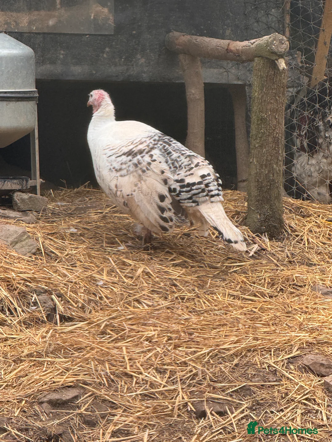 Turkeys poultry for sale: Royal Palm Turkeys in Kidwelly - Advert 2