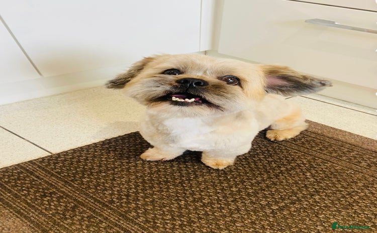 Lhasa Apso dogs - Advert 4