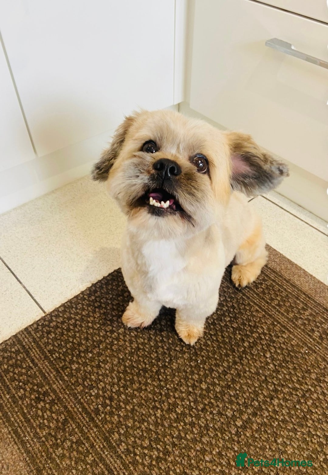 Lhasa Apso dogs for stud: Beautiful Lhasa Apso - Image 1