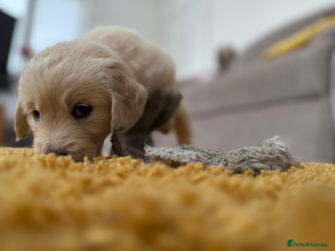 Golden Retriever dogs for sale: Golden Retriever Chunky Puppies for sale - Image 28