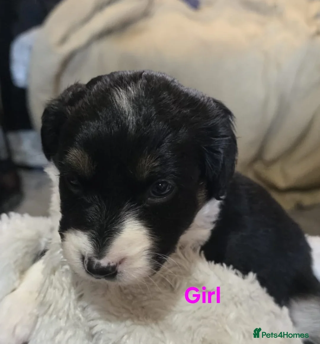 Mixed Breed dogs for sale: Borderpoo puppies - Advert 2