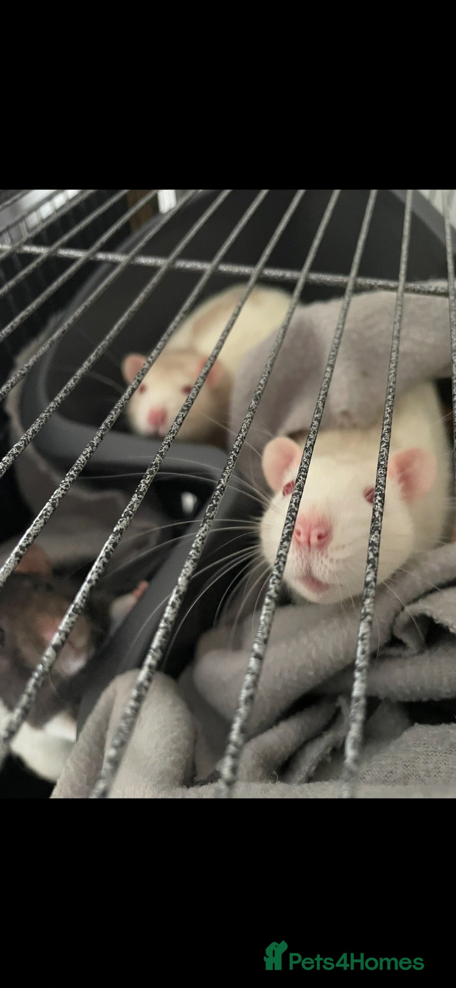Rat rodents Two male rats  - Advert 2
