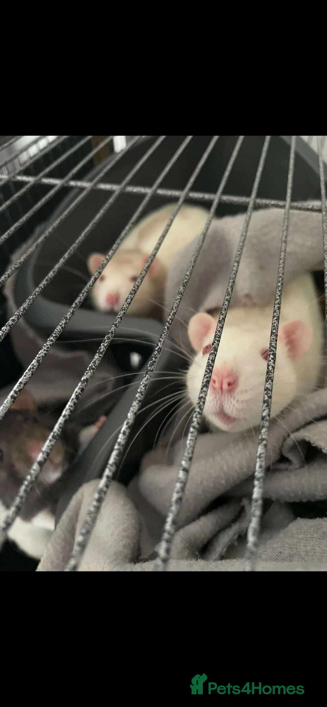 Rat rodents for sale: Two male rats  - Advert 1