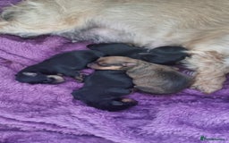 Yorkshire Terrier dogs for sale: Yorkshire terrier  - Image 4