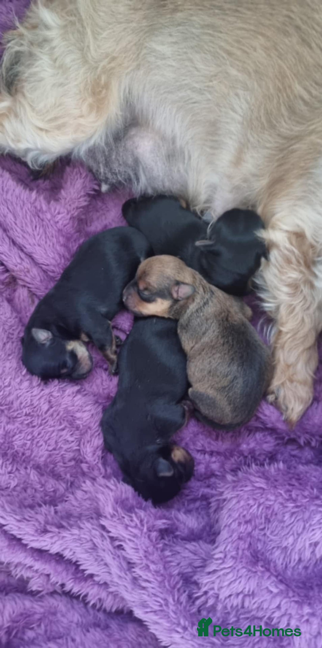 Yorkshire Terrier dogs for sale: Yorkshire terrier  - Image 4