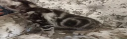 Mixed Breed cats for sale: Kittens for sale  - Advert 6