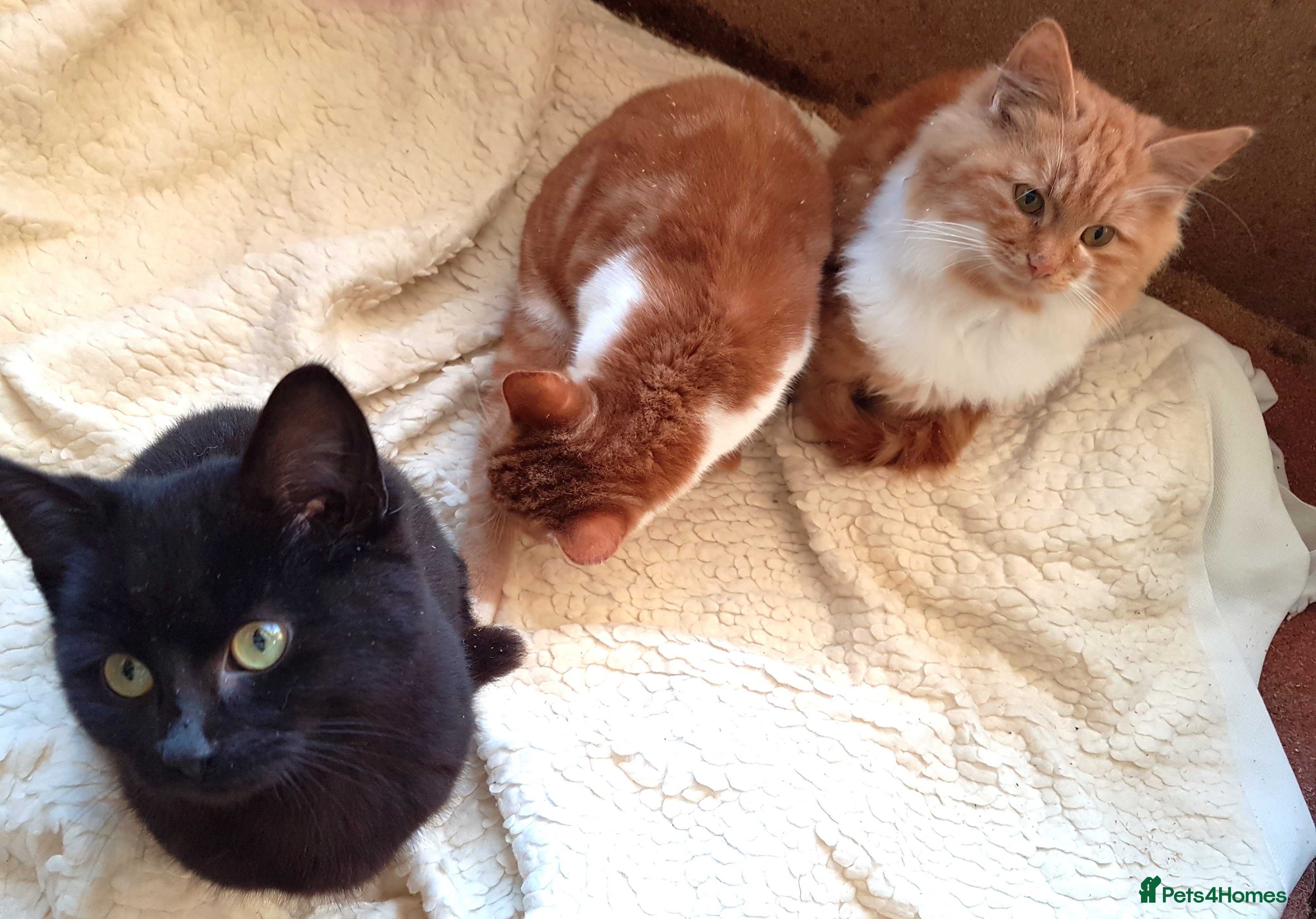 Mixed Breed cats GORGEOUS KITTENS INCL FEMALE ORANGE TABBY - Advert 17