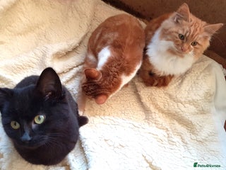 Mixed Breed cats GORGEOUS KITTENS INCL FEMALE ORANGE TABBY - Advert 7