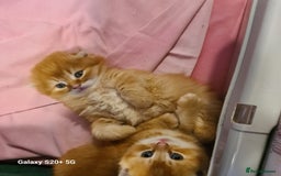 Scottish Fold cats for sale: Scottish fold looking for forever home - Image 21