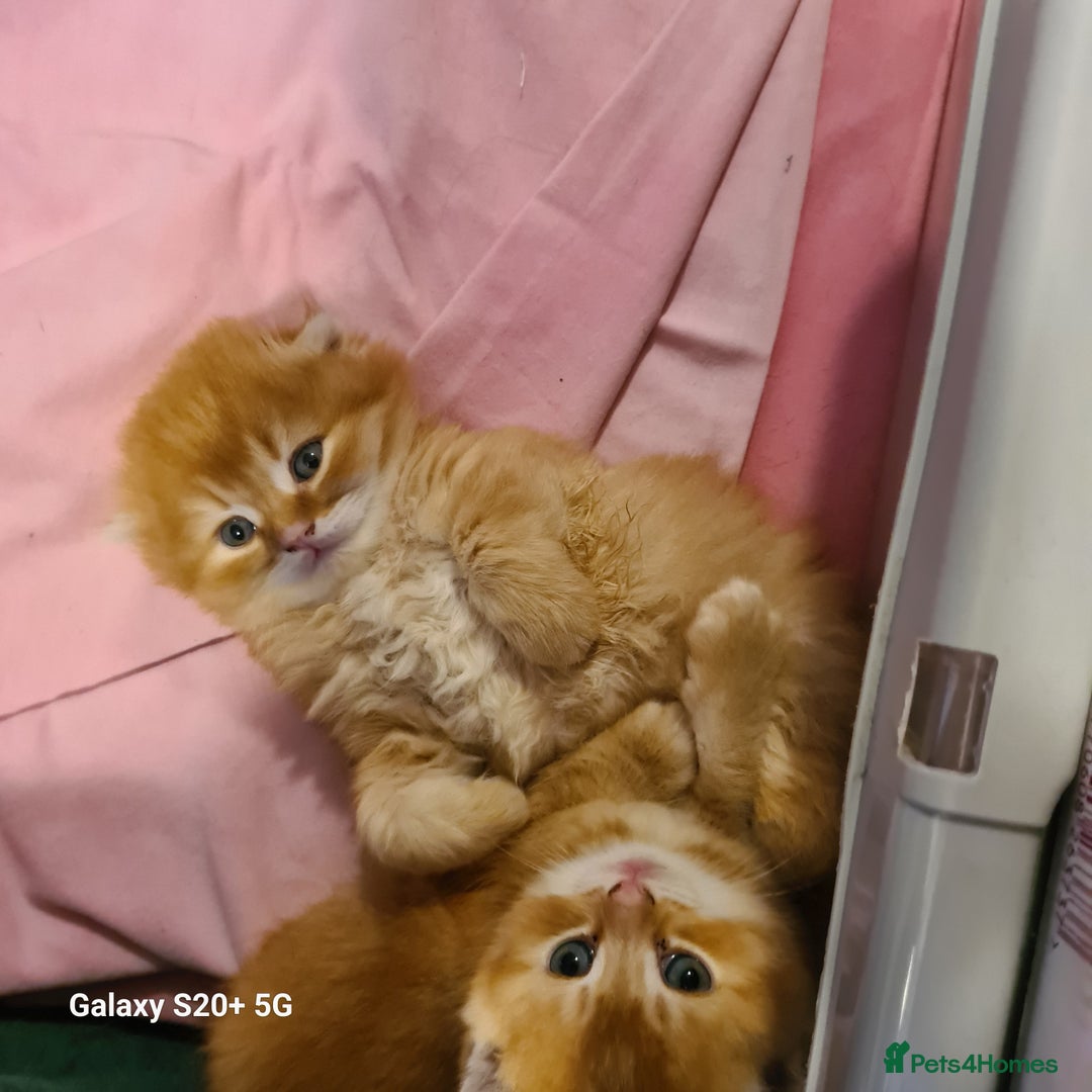 Scottish Fold cats for sale: Scottish fold looking for forever home - Image 21