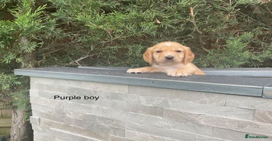 Cocker Spaniel dogs - Advert 15