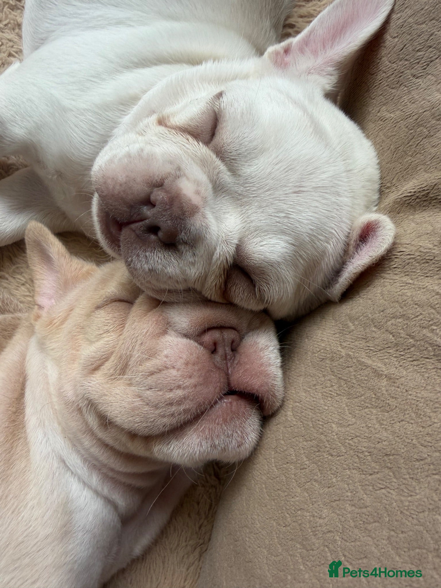 French Bulldog dogs Exotic French bulldog puppies/Health Tested Parent - Advert 2