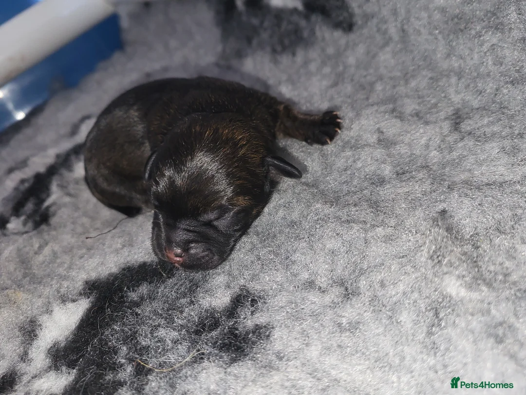 Border Terrier dogs for sale: We have two beautiful female Border Terrier pups in Aylesbury - Advert 8