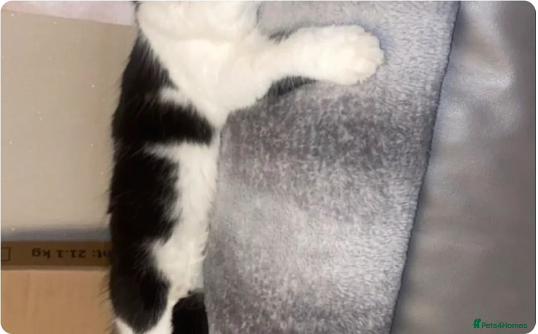 Mixed Breed cats for sale: Urgent rehoming  - Advert 1