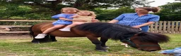 Shetland pony horses for sale: Child’s best friend  in Burton-on-Trent - Advert 5