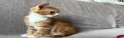 Mixed Breed cats for sale: Gorgeous healthy kitten looking for a loving home  - Advert 4