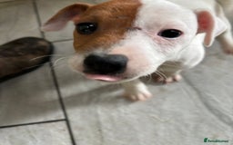 Jack Russell dogs for sale: Jack Russell puppy dog  - Image 5
