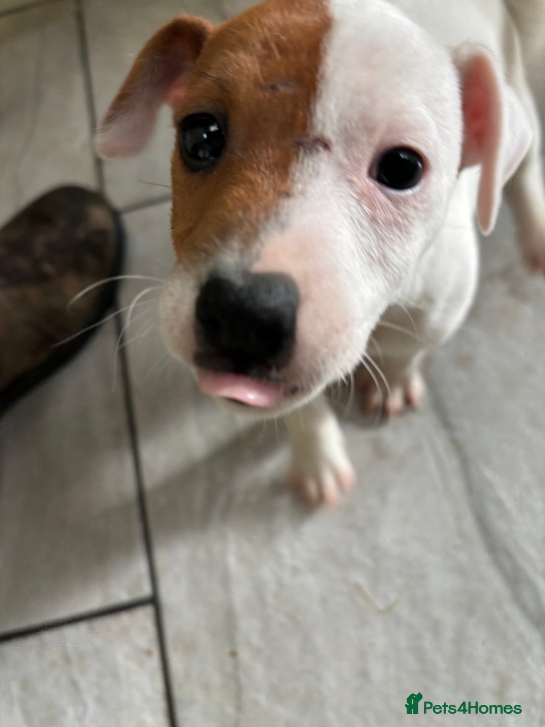 Jack Russell dogs for sale: Jack Russell puppy dog  - Image 5