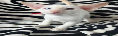 Jaspurr Carrot