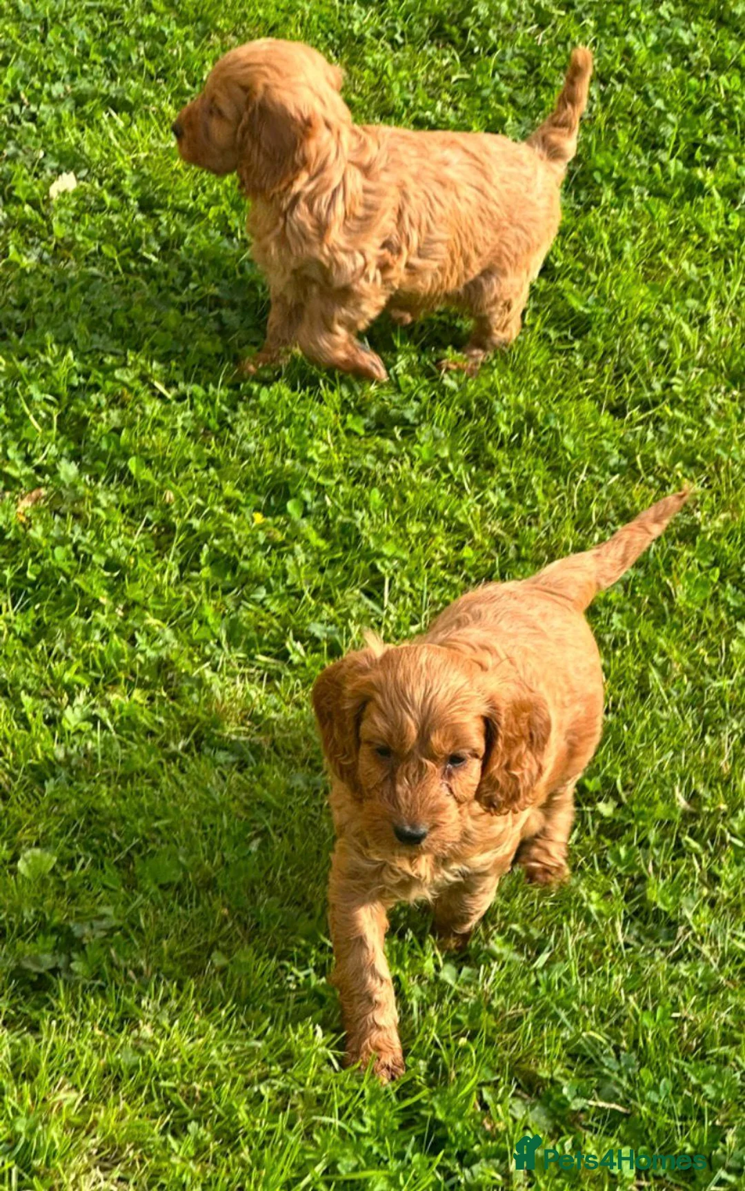 Cockapoo dogs for sale: Cockapoo Puppies Show Type - Advert 11